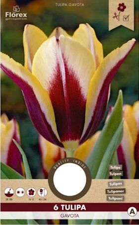 Tulp Triumph Gavota